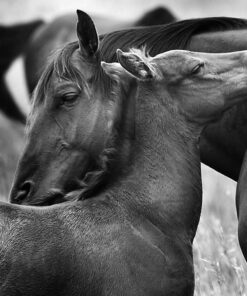 black and white photo by buck lovell of a mare and her foal cuddling