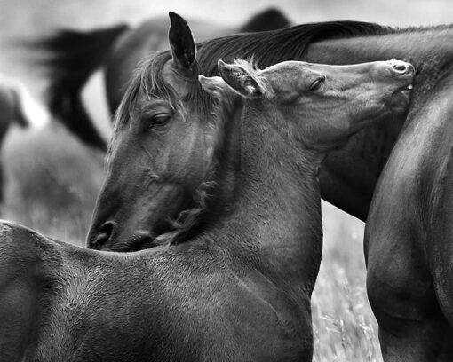 black and white photo by buck lovell of a mare and her foal cuddling