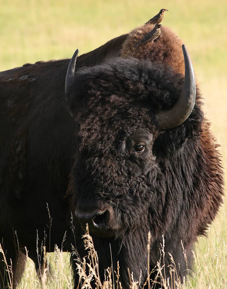 buffalo-birds-lovell-wildlife-photography-jacobs-gallery