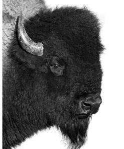 Deadwood Bison Bull photograph by Buck Lovell at Scott Jacobs Gallery.