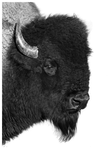 Deadwood Bison Bull photograph by Buck Lovell at Scott Jacobs Gallery.