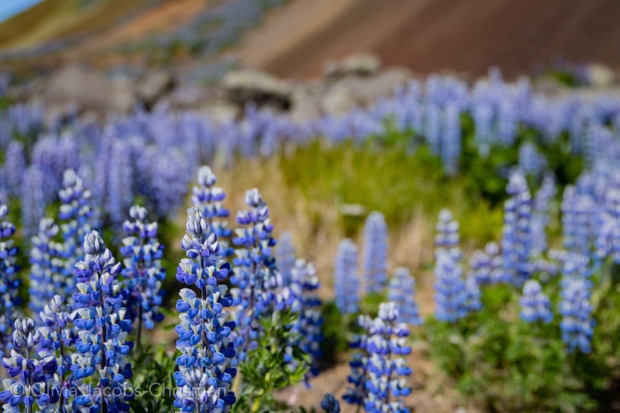 Photo by Olivia Jacobs-Chrisman of lupine flowers in Iceland