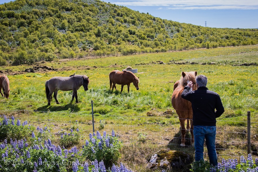 Scott jacobs hanging out with Icelandic horses