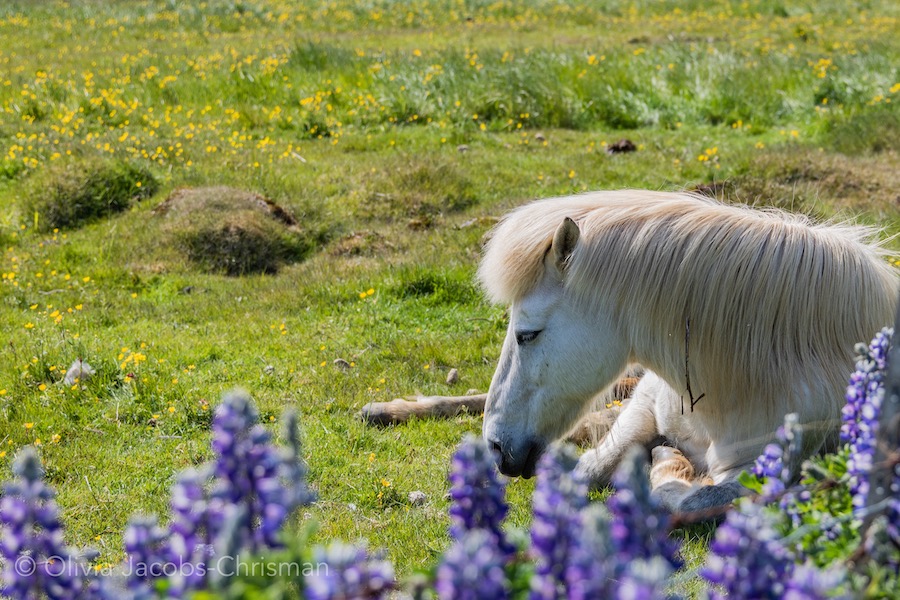 Sleepy horse in lupine flower field in Iceland