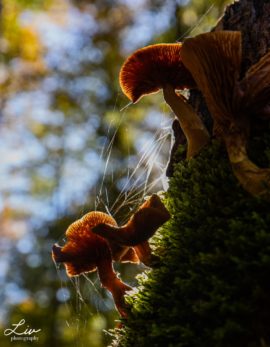 "Fungi" a photo of mushrooms on a mossy tree trunk by Liv Photography