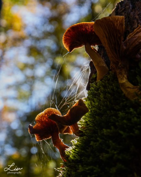"Fungi" a photo of mushrooms on a mossy tree trunk by Liv Photography