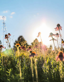 photo of wildflowers at sunset by Olivia Jacobs-Chrisman, Liv Photography