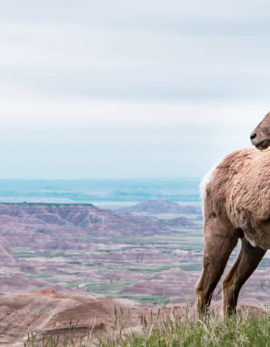big horn sheep in badlands by olivia jacobs