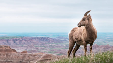 big horn sheep in badlands by olivia jacobs