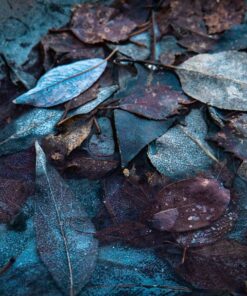 leaf photo by olivia jacobs