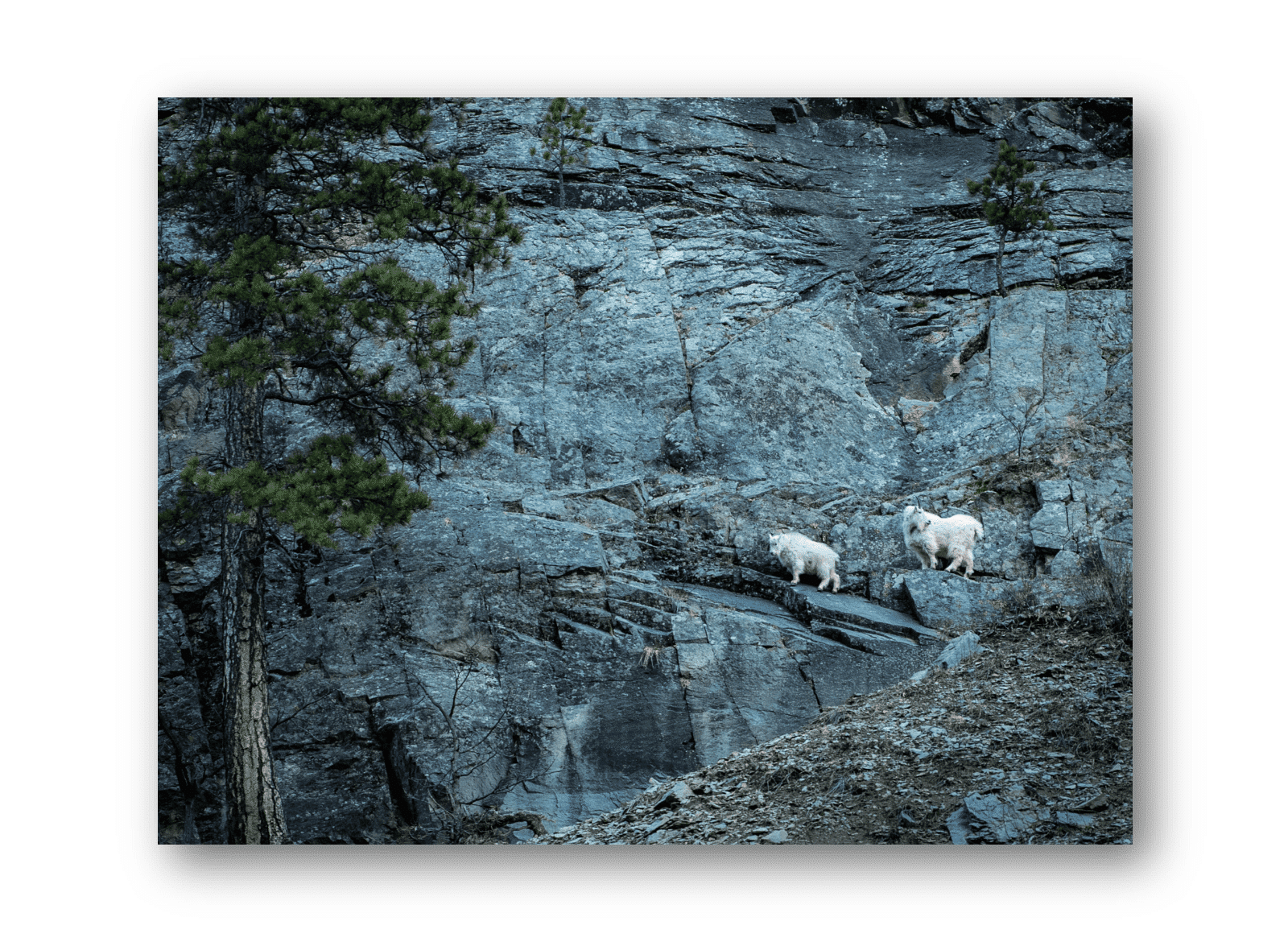 Goats in the Canyon” Greeting Card