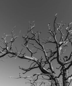 "Barren"