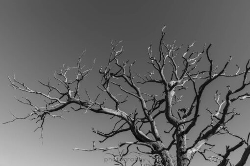 "Barren"
