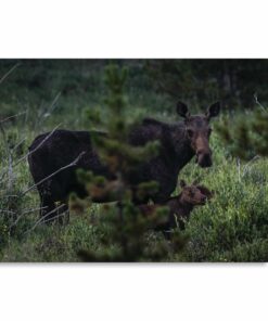 "Mama Moose" Greeting Card