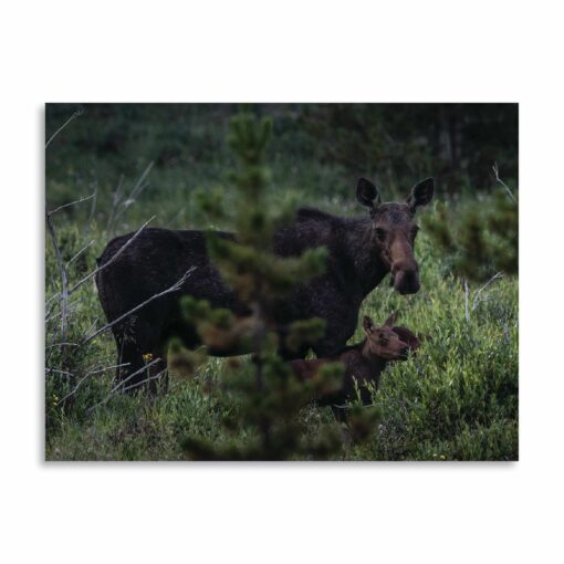 "Mama Moose" Greeting Card