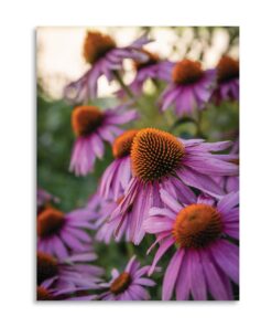 "Cone Flowers" on Metal