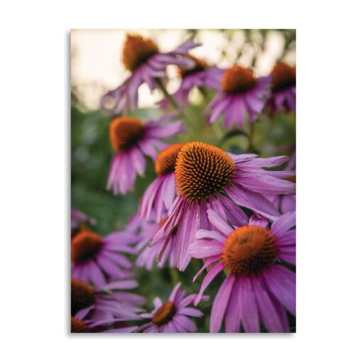 "Cone Flowers" on Metal
